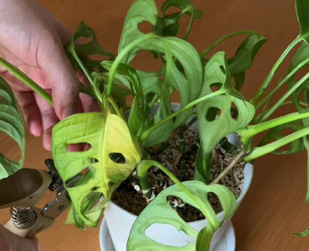 マドカズラ|黄葉・葉の状態