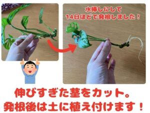 マドカズラの増やし方