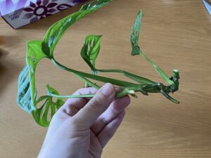 剪定したマドカズラ
