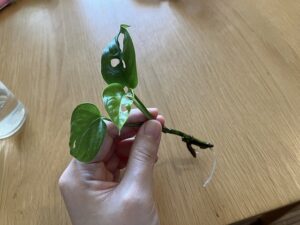 水差しで発根させたマドカズラ