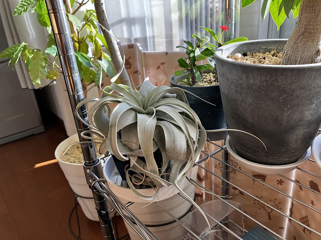 水苔に根を張ったキセログラフィカ