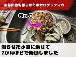 水苔に発根したキセログラフィカ