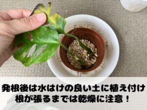 発根後のマドカズラの植え付け方法