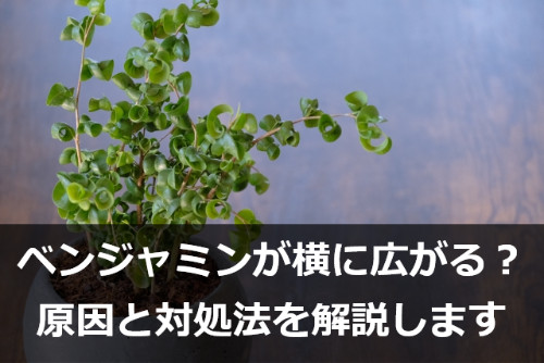枝が横に広がるベンジャミン・バロック