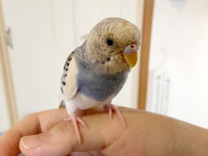 かわいいセキセイインコ(ブルーパイド)