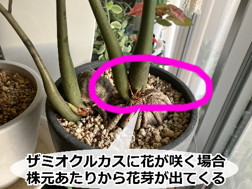 ザミオクルカスの花芽が出る部分