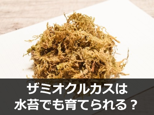水苔