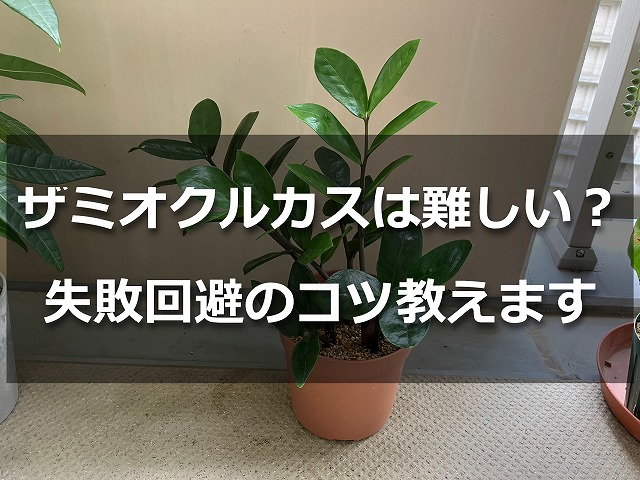 ベランダに置いたザミオクルカス