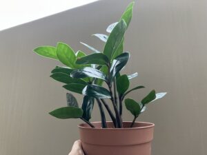 プラスチック鉢に植え替えたザミオクルカス