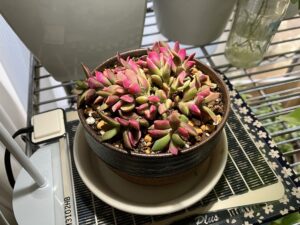 観葉植物の下に敷いた「ピタリ適温プラス」