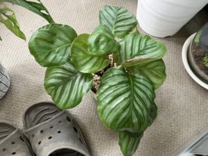 ハリツヤうるおい液を使って10か月後