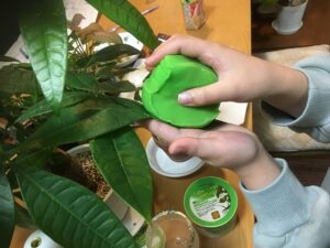 観葉植物のお掃除ジェルクリーナー使用中