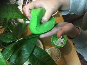観葉植物のお掃除ジェルクリーナー使用中
