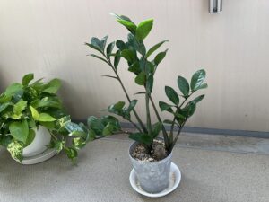 にょきにょき伸びたザミオクルカス