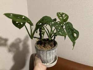 ベニカXネクストスプレーで復活したマドカズラ
