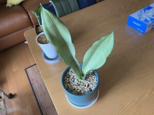 株分け後のサンスベリア