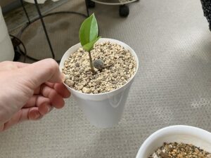 葉挿しで発根させたザミオクルカス