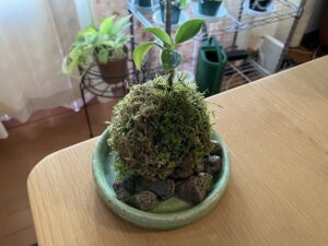 苔玉