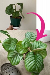 花ごころハリツヤうるおい液を使って10か月後