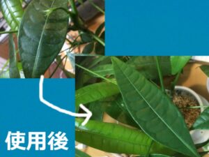 観葉植物をほこり取りジェルで掃除した結果