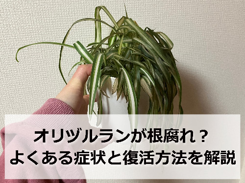 根腐れしたオリヅルラン