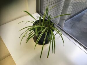 葉が細いオリヅルラン