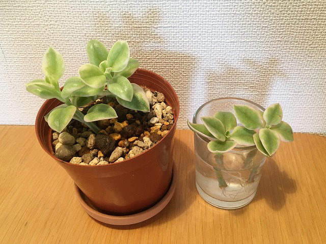 室内に飾ったベビーサンローズ