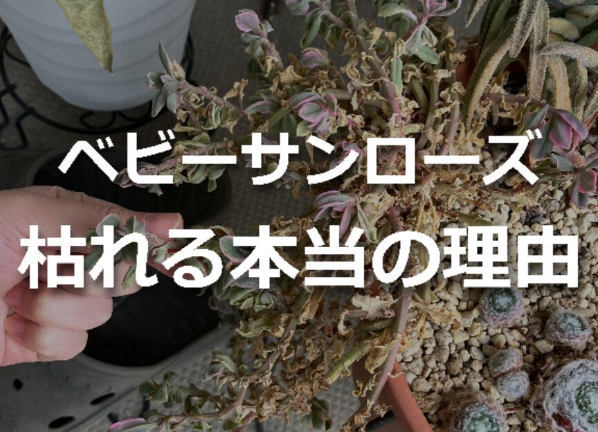 枯れそうなベビーサンローズ(ハナツルソウ)