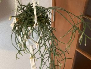 花が咲いたリプサリス
