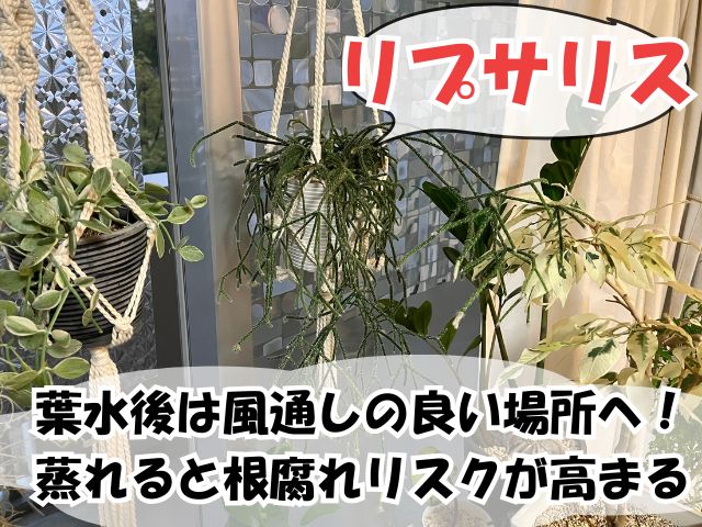 リプサリスの葉水方法
