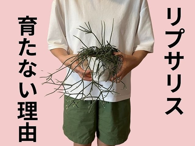 リプサリスと管理人