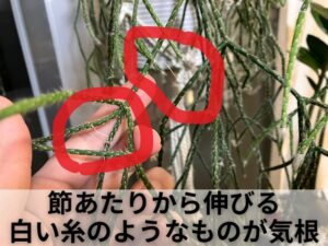 リプサリスの気根