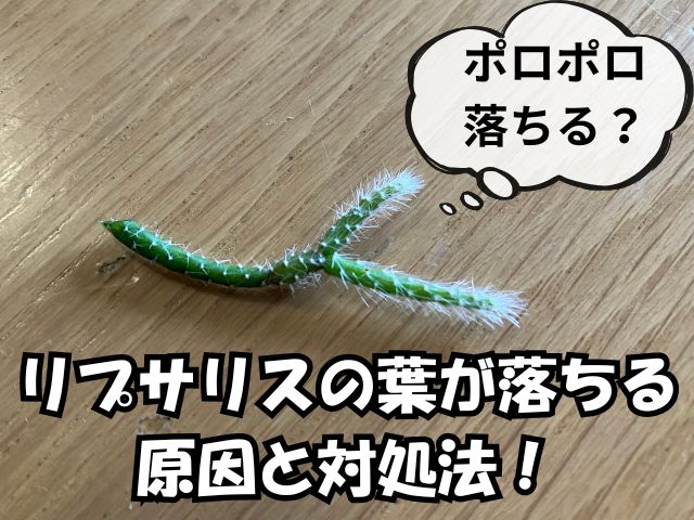 リプサリスの落ちた葉