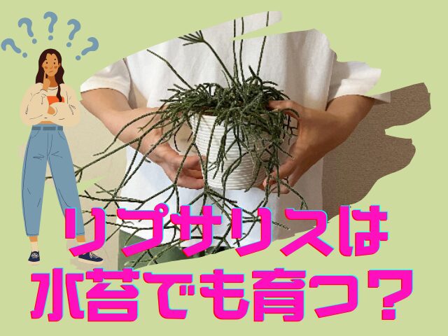 リプサリスの水苔栽培