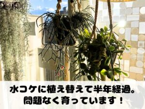 水苔に植え替えて半年ほどたったリプサリス