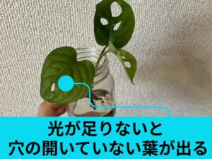 マドカズラの葉に穴が開かないときによくある原因