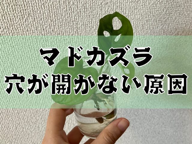 穴の開かないマドカズラ