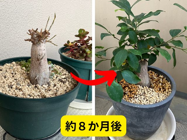 冬に葉がすべて落ちたものの8か月で復活したガジュマル