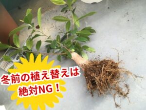 ガジュマルの植え替え