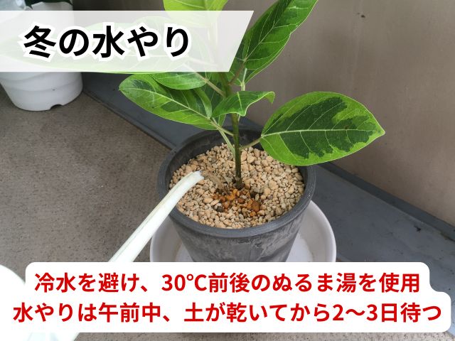 ぬるま湯を使った観葉植物への水やり方法