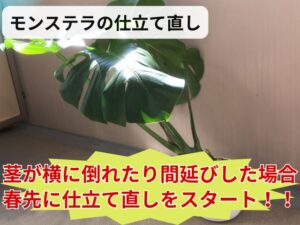 モンステラを仕立て直すサイン