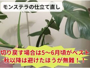 モンステラの仕立て直し適期