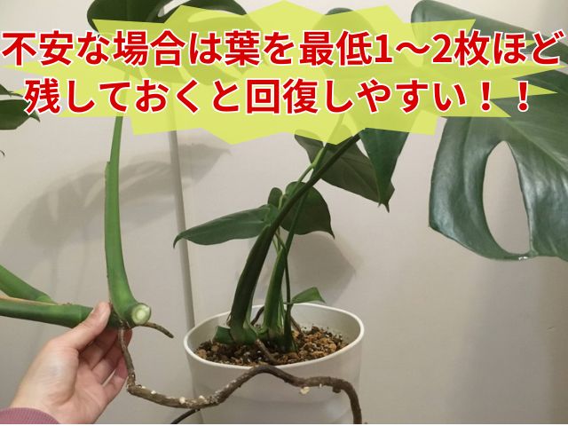 モンステラを切る位置