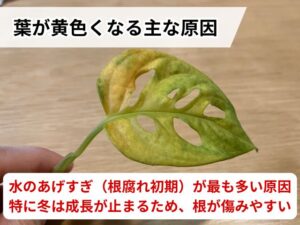 葉が黄色くなる主な原因