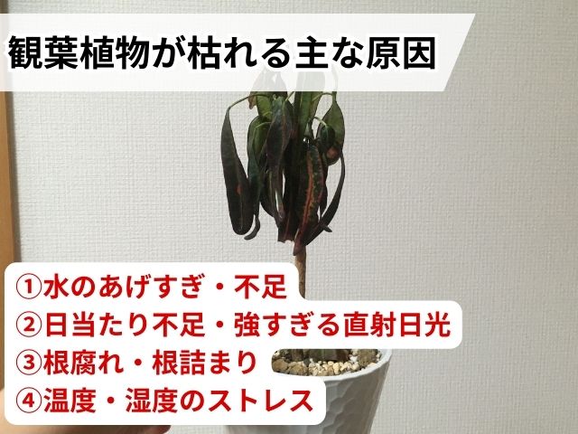 観葉植物が枯れる主な原因４つ