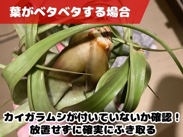 キセログラフィカがベタベタするときの対処法