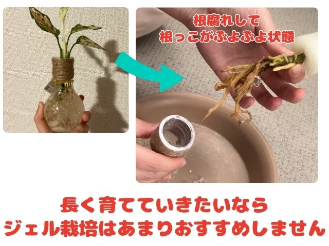 ジェル栽培の植物を取り出したところ