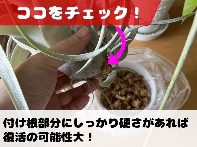 葉が崩れるキセログラフィカのチェック方法