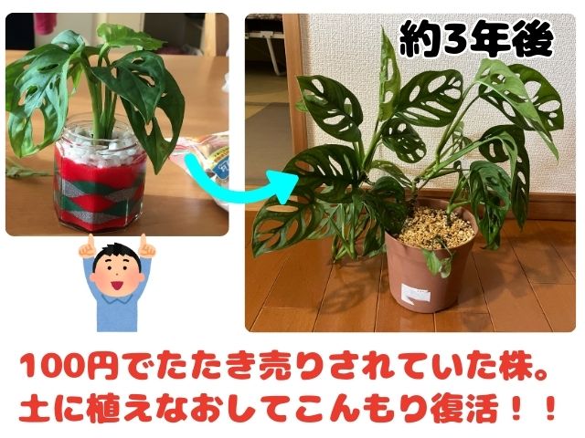 100円で買った観葉植物の約3年後