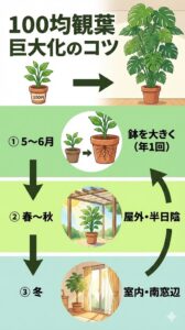 100均の観葉植物を巨大化させるコツ